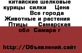 китайские шелковые курицы (силки) › Цена ­ 2 500 - Все города Животные и растения » Птицы   . Самарская обл.,Самара г.